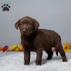 Crystal, Chocolate Labrador Retriever Puppy